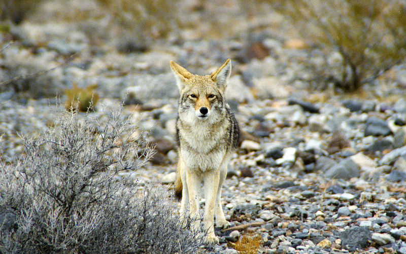 coyote