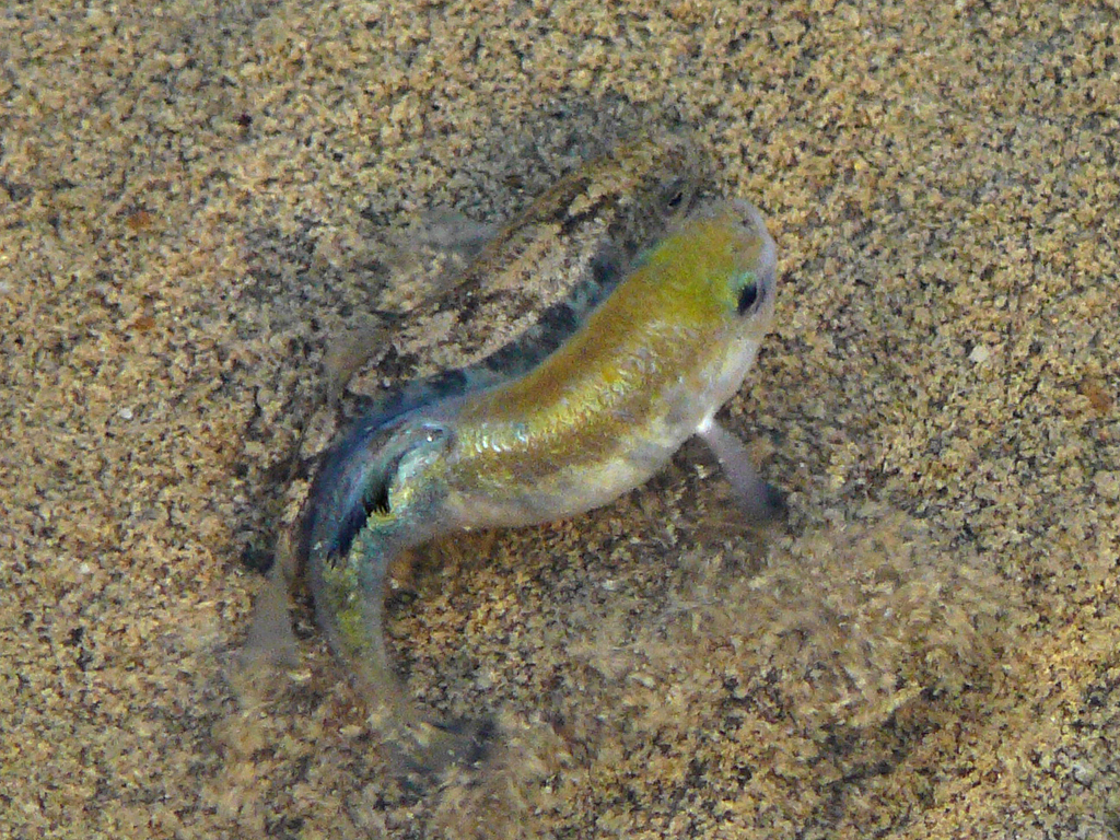 fish