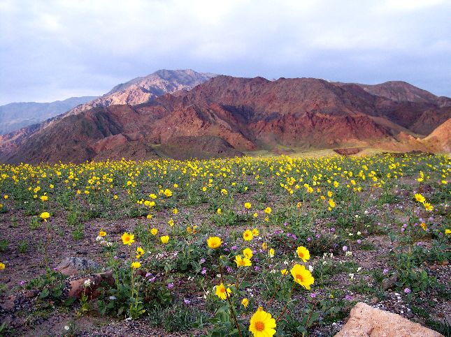 flowers2